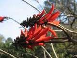 Coral Tree Colony Bed & Breakfast, Southbroom