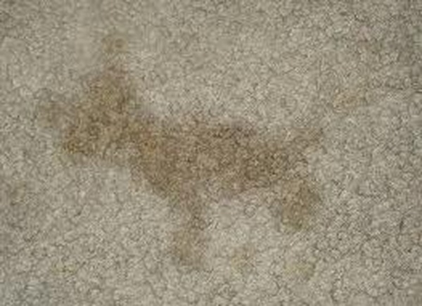  Profile Photos of Pro Cleaners Blackheath Park 1 Corner Green - Photo 3 of 4