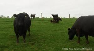  Profile Photos of Dalriada IT & AAD Films Rankine Street - Photo 2 of 4