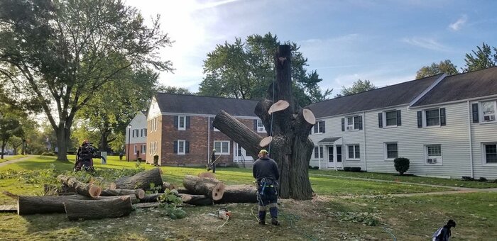  Profile Photos of City of Flowers Tree Service 1149 N Gower St - Photo 1 of 1