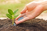 a hand giving fertilizer to a young plant / planting tree / fertilizing a young tree, Peoria Tree Care, Peoria