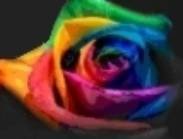  Profile Photos of Designs by Doe Specialty Florist and Gifts 5140 Cheshire  Road - Photo 26 of 48