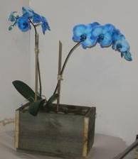  Profile Photos of Designs by Doe Specialty Florist and Gifts 5140 Cheshire  Road - Photo 30 of 48