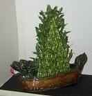  Profile Photos of Designs by Doe Specialty Florist and Gifts 5140 Cheshire  Road - Photo 34 of 48