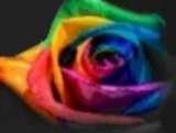  Designs by Doe Specialty Florist and Gifts 5140 Cheshire  Road 