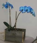  Designs by Doe Specialty Florist and Gifts 5140 Cheshire  Road 