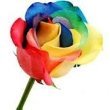  Designs by Doe Specialty Florist and Gifts 5140 Cheshire  Road 