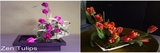Designs by Doe Specialty Florist and Gifts, Galena