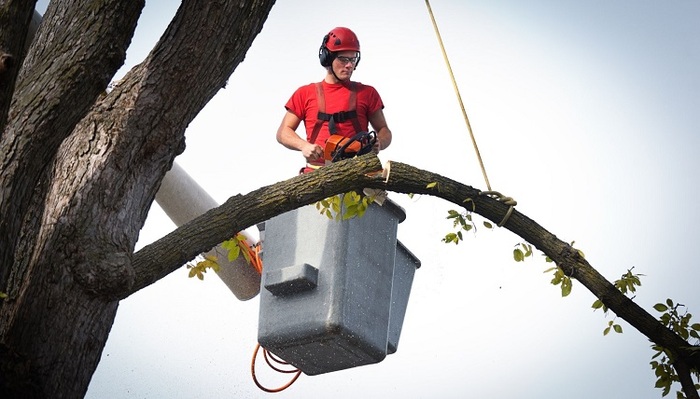  Profile Photos of Citrus Belt Tree Service Pomona 350 Vinton Ave - Photo 1 of 1