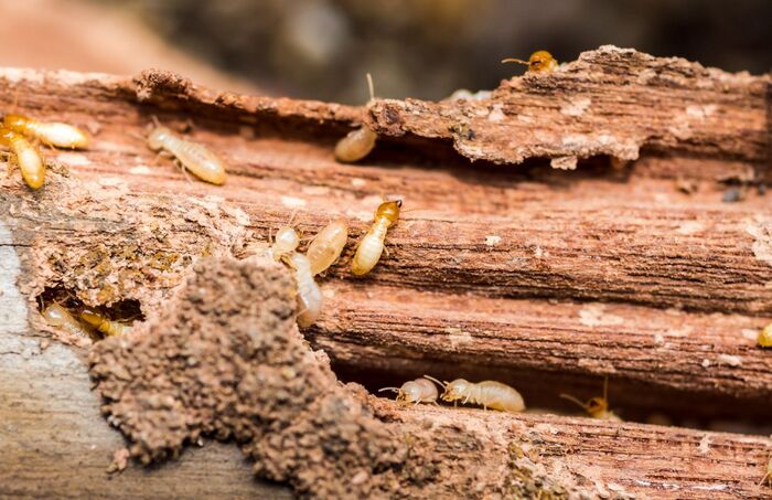  Profile Photos of Palmetto Termite Co 101 N Main St - Photo 1 of 3