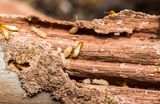  Palmetto Termite Co 101 N Main St 