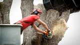 String Town Tree Service, Florence