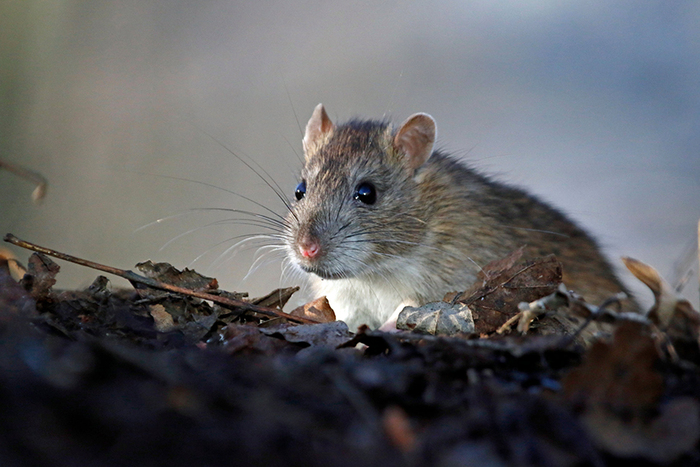  Profile Photos of Imbali Pest Control 1832 Anton Leroux - Photo 2 of 7