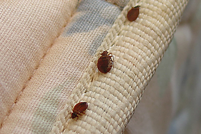  Profile Photos of Imbali Pest Control 1832 Anton Leroux - Photo 3 of 7
