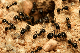 Imbali Pest Control, Pretoria
