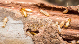 Imbali Pest Control, Pretoria