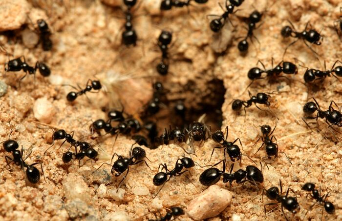  Profile Photos of Wild Horses Termite Removal Experts 509 Olive Way - Photo 1 of 4