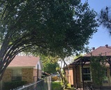 Profile Photos of Richardson Tree Service Company