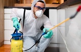 The Green Termite Removal Experts, New Castle