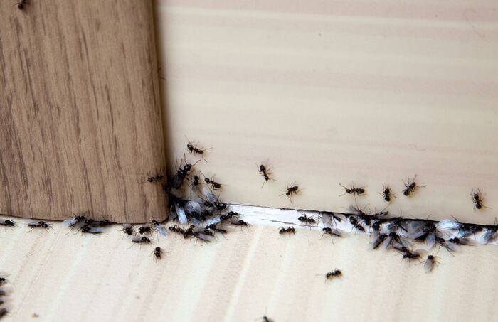  Profile Photos of Golf Capital Termite Experts 1890 SW Health Pkwy - Photo 1 of 1
