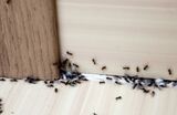  Golf Capital Termite Experts 1890 SW Health Pkwy 