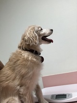  Northridge Animal Medical Center` 8918 Reseda Boulevard 