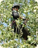 Adept Arborists LLC, Temple