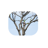 Adept Arborists LLC, Temple