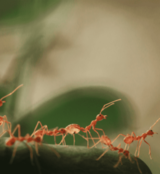 Insight Pest Solutions, Corvallis