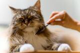 Toilettage La Femme Chat, Sainte-ThÃ©rÃ¨se
