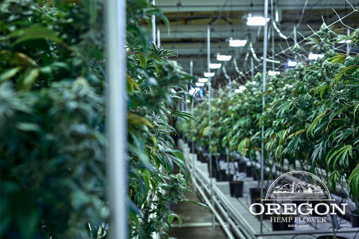  Profile Photos of Oregon Hemp Flower Wholesale 1818 SW 4th Ave #1408 - Photo 4 of 4
