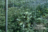Oregon Hemp Flower Wholesale, Portland