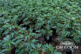 Oregon Hemp Flower Wholesale, Portland