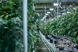 Oregon Hemp Flower Wholesale, Portland