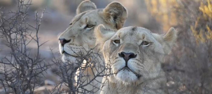  Profile Photos of Mont Eco Game Reserve MONT ECO - Klein Karoo in, Montagu, Breede River DC, 8160 - Photo 1 of 8
