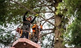 South Perth Tree Service, Rockingham