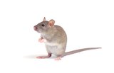  Morris Rodent Control Perth 96 Beaufort St 