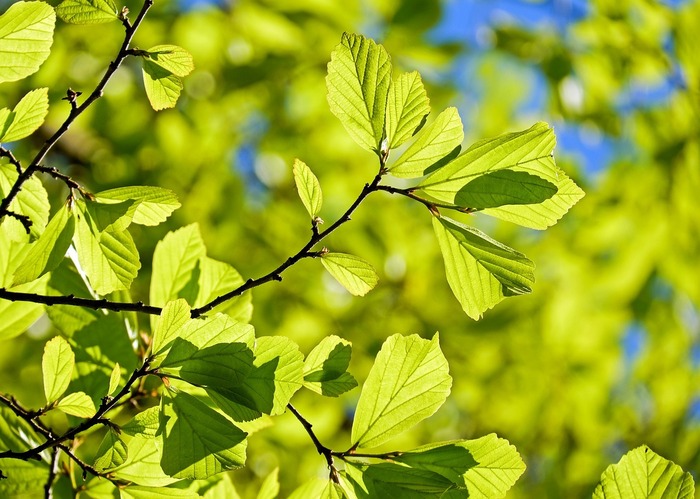  Profile Photos of All About Trees 1663 E Baseline Rd Ste 5N - Photo 5 of 8