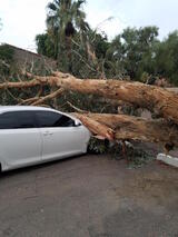  All About Trees 1663 E Baseline Rd Ste 5N 