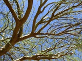 All About Trees, Gilbert
