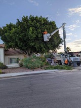 All About Trees, Gilbert