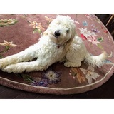 Violet View Iowa Goldendoodles, Denison