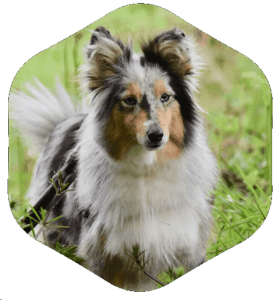  Profile Photos of Village Vet of Urbana 3315 Worthington Blvd - Photo 4 of 4