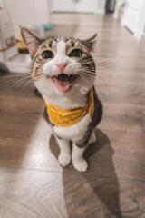 Village Vet of Urbana, Ijamsville