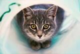 Village Vet of Urbana, Ijamsville