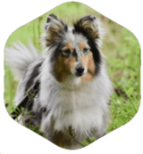 Village Vet of Urbana, Ijamsville