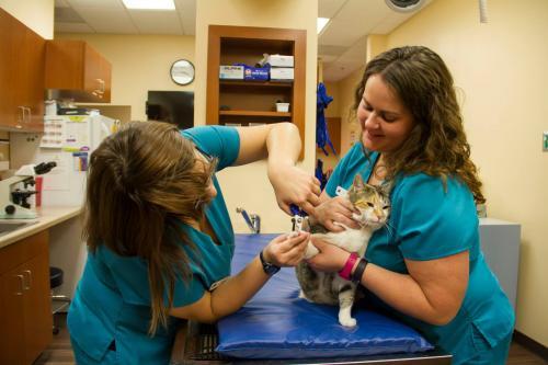  New Album of Murrieta Family Pet Hospital 23771 Washington Avenue #105 and #106 - Photo 1 of 2