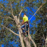 Stavanger TreService - Trefelling Og Trepleie Ekspert, Stavanger