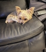  Daniels Parkway Animal Hospital 6880-1 Daniels Parkway 