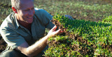 J & B Buffalo Turf Supplies Sydney - Sir Walter, Richmond Lowlands
